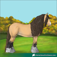 Horse Color:Buckskin Dun