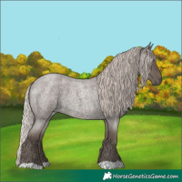 Horse Color:Silver Blue Roan