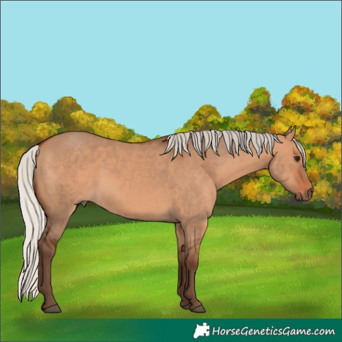 Horse Color:Silver Bay Dun 