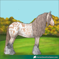 Horse Color:Bay Dun Appaloosa