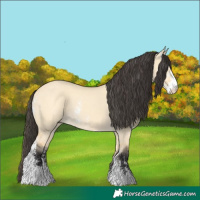 Horse Color:Buckskin Dun Sabino 