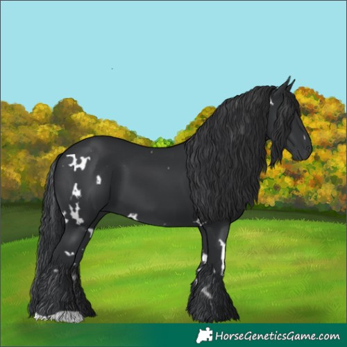 Horse Color:White Spotted Black