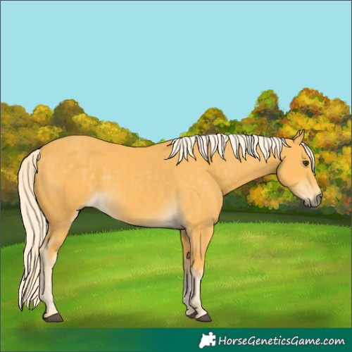 Horse Color:Palomino