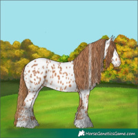 Horse Color:Chestnut Near Leopard 