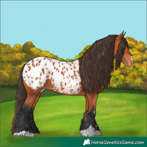 Horse Color:Bay Appaloosa 