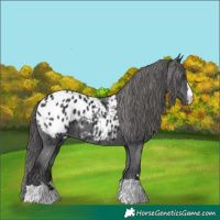 Horse Color:Black Appaloosa