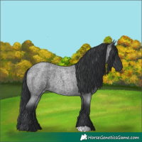 Horse Color:Blue Roan 