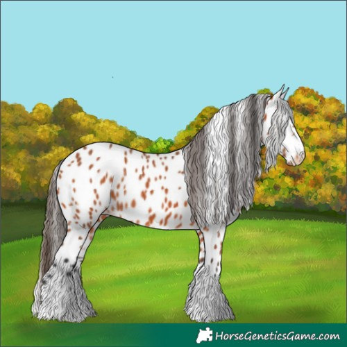 Horse Color:Bay Leopard 
