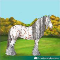 Horse Color:Bay Appaloosa 