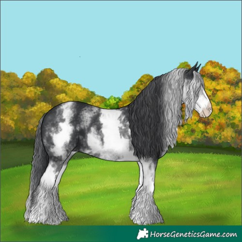Horse Color:White Spotted Black 