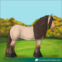 Horse Color:Bay Roan Dun
