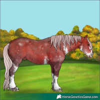 Horse Color:Silver Bay Sabino 