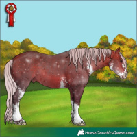 Horse Color:Silver Bay Sabino