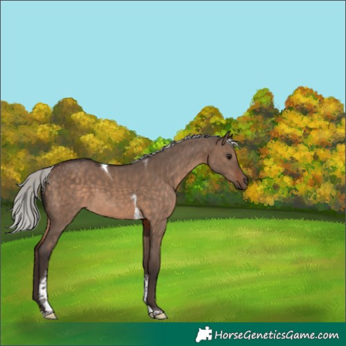 Horse Color:Silver Brown Dun Tobiano 