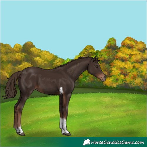Horse Color:Liver Chestnut Tobiano 