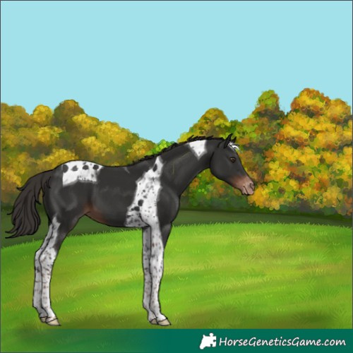 Horse Color:Liver Chestnut Tobiano Appaloosa 