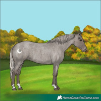 Horse Color:Silver Blue Roan Varnish