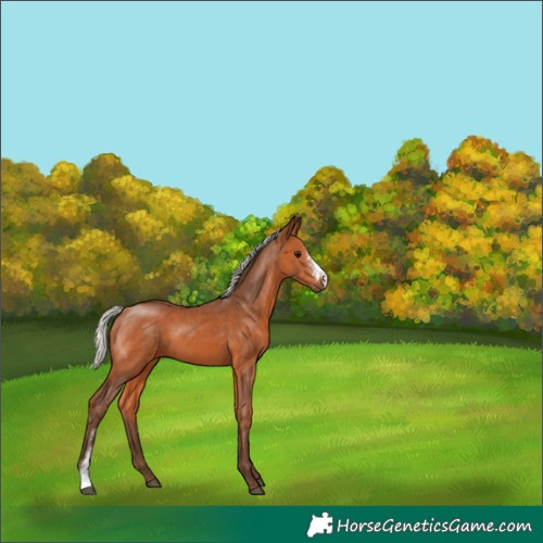 Horse Color:Silver Bay Sabino Rabicano 