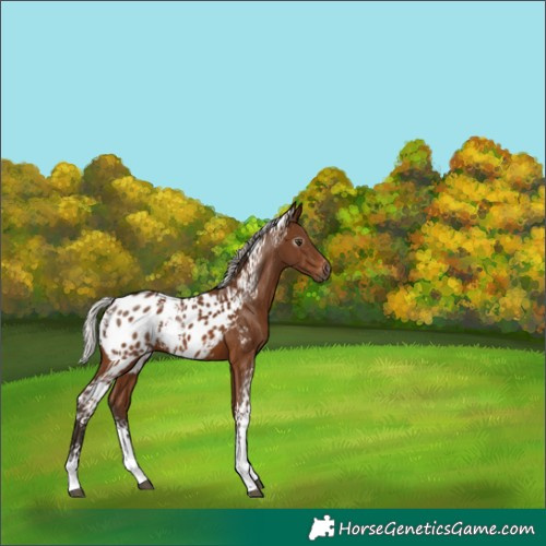 Horse Color:Gray White Spotted Silver Bay Appaloosa Rabicano 