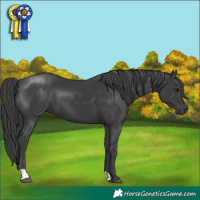 Horse Color:Black 