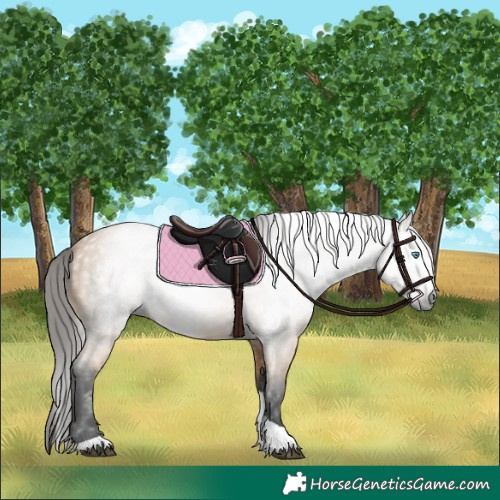 Horse Color:Gray Buckskin Splash Tobiano