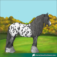 Horse Color:Black Appaloosa