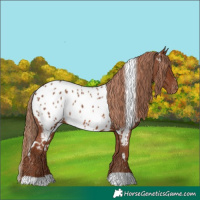 Horse Color:White Spotted Chestnut Appaloosa 