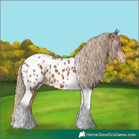 Horse Color:Chestnut Tobiano Near Leopard