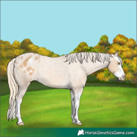 Horse Color:Palomino Roan Splash Appaloosa 