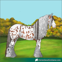 Horse Color:Bay Leopard
