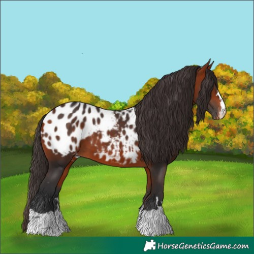 Horse Color:Bay Appaloosa 