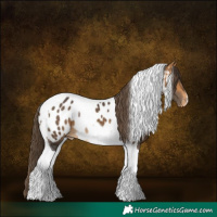 Horse Color:Buckskin Tobiano Appaloosa 