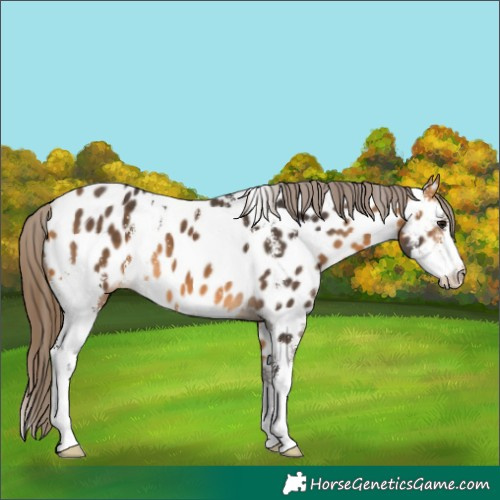 Horse Color:Buckskin Sabino Near Leopard 