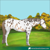 Horse Color:Buckskin Sabino Near Leopard 