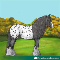 Horse Color:Black Appaloosa