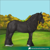 Horse Color:Smoky Black 