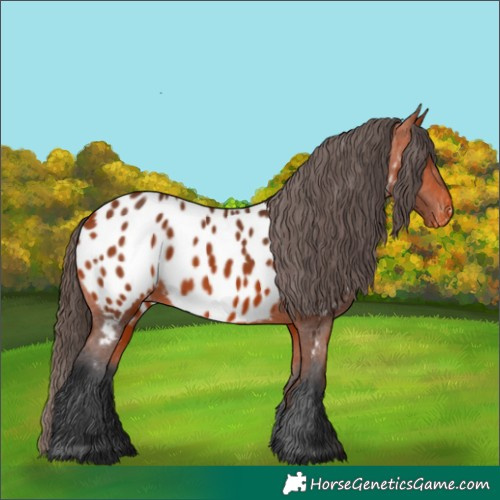 Horse Color:Bay Near Leopard 