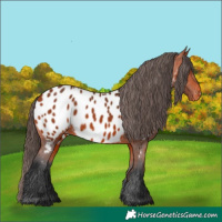 Horse Color:Bay Near Leopard 