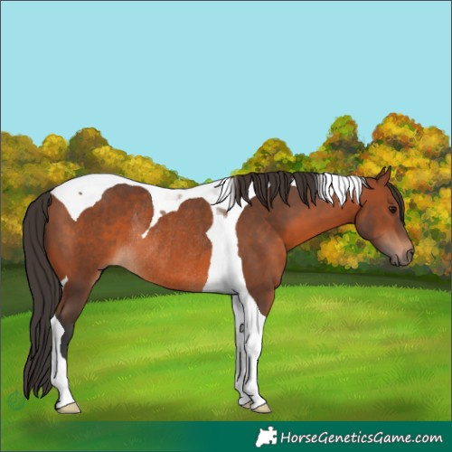 Horse Color:Bay Tobiano Rabicano 