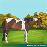 Horse Color:Bay Tobiano Rabicano 