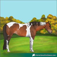 Horse Color:Bay Tobiano Rabicano 