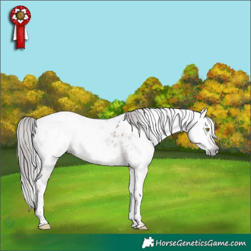 Horse Color:Gray Sable Champagne Tobiano Blanket 