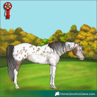 Horse Color:Gray Sable Champagne Tobiano Appaloosa 