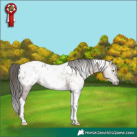 Horse Color:Gray Sable Champagne Tobiano Appaloosa 