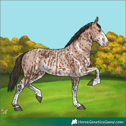 Horse Color:Brown Sabino Rabicano  and Sable Champagne Sabino Rabicano 