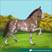 Horse Color:Brown Sabino Rabicano  and Brown Sabino Rabicano 