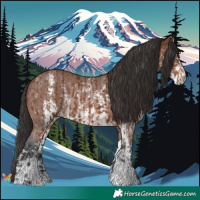Horse Color:Brown Sabino Rabicano  and Brown Sabino Rabicano 