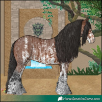 Horse Color:Brown Sabino Rabicano  and Brown Sabino Rabicano 