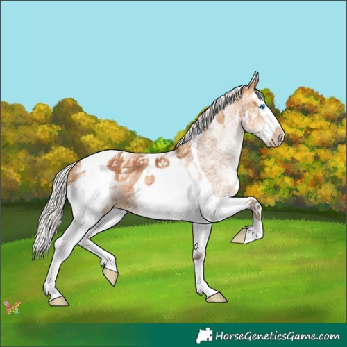 Horse Color:Plaid  White Spotted Silver Bay Splash Tobiano 