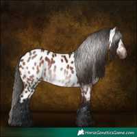 Horse Color:Gray Bay Near Leopard 